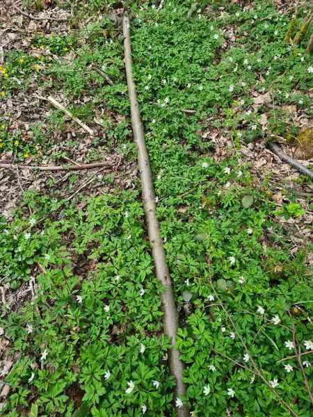 Nice straight small diameter sweet chestnut