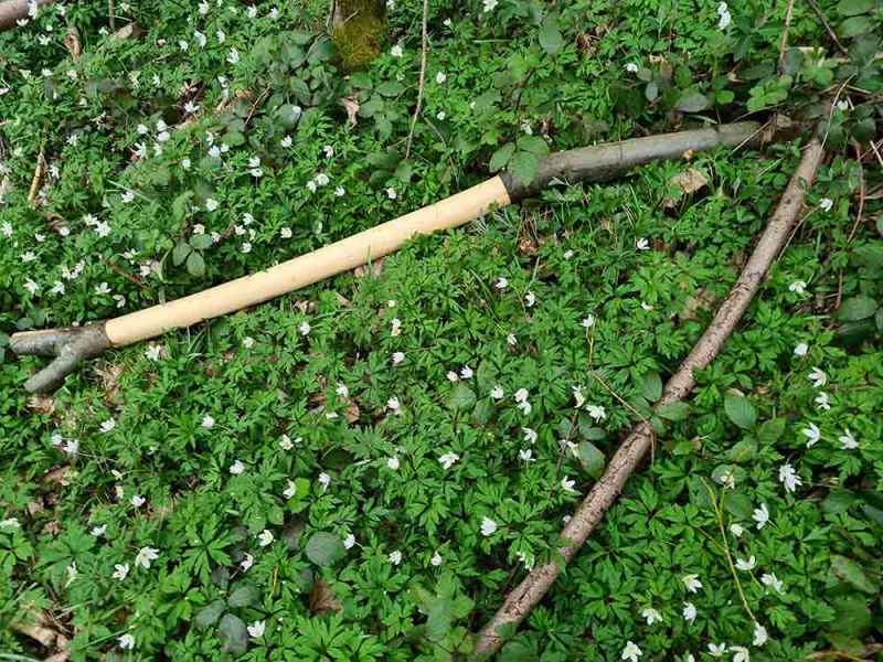 Heartwood of small diameter sweet chestnut