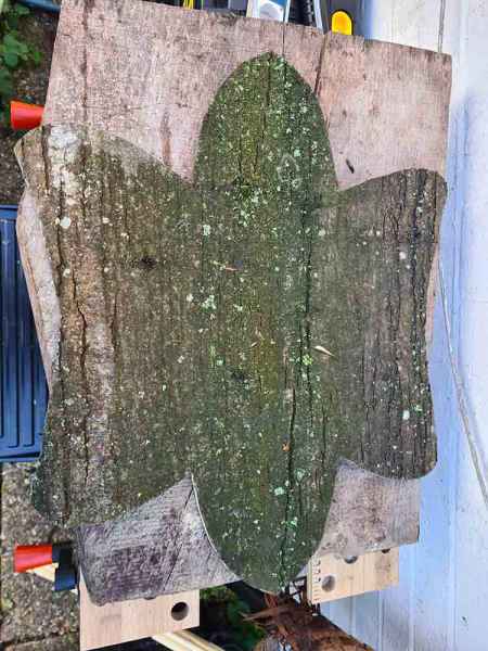Large sheet of sweet chestnut bark