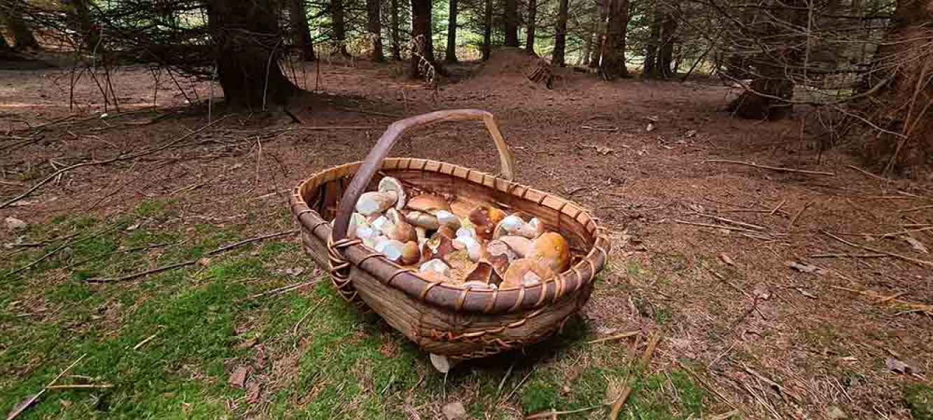 Sweet chestnut bark trug full of Porcini!
