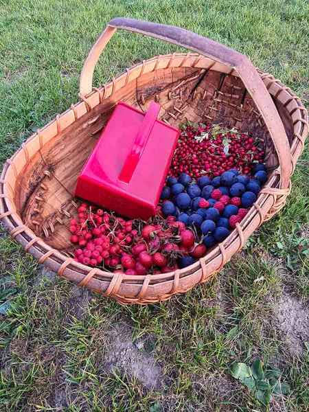 Sweet chestnut bark trug berry picking