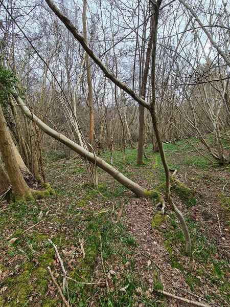 Medium diameter sweet chestnut