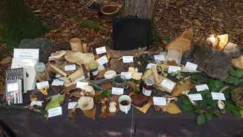 Fungi table display