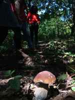 Porcini mushroom Norwood