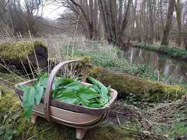 Ramsons harvested