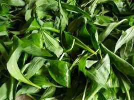 Wild garlic leaves washed