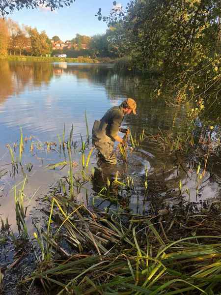 Harvesting Sweet Flag