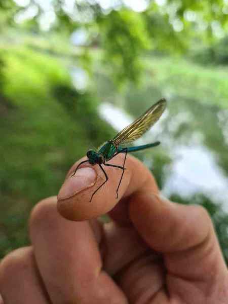 Recently emerged Damselfly
