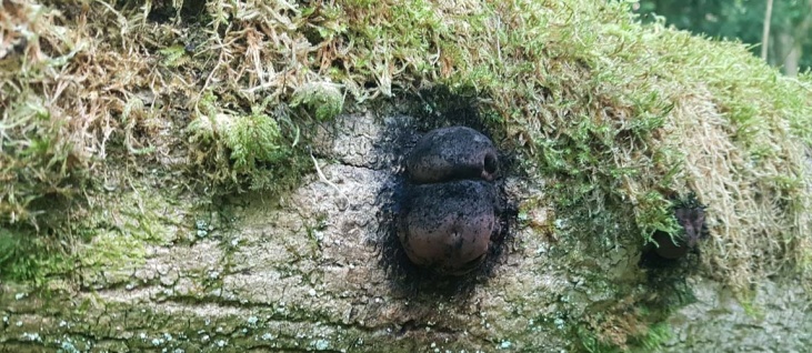 bushcraft-foraging-food-tinder