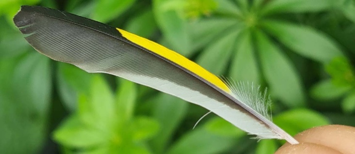 bushcraft-foraging-summer-feathers
