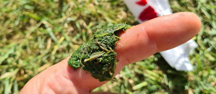 bushcraft-foraging-summer-first-aid