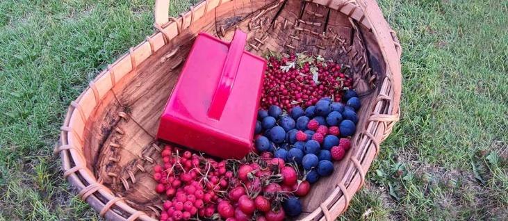 /events/autumn-foraging