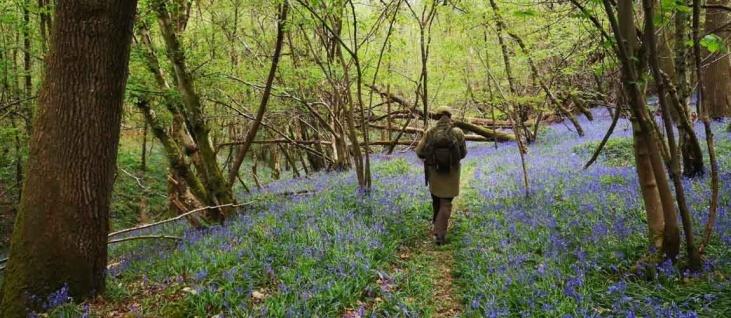 /events/colin-godmans-bluebells