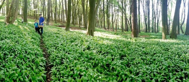 /events/wild-garlic-carpet