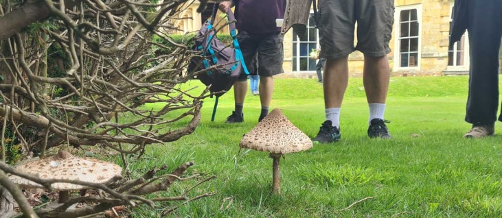 summer-mushroom-hunting-kidbrooke-park
