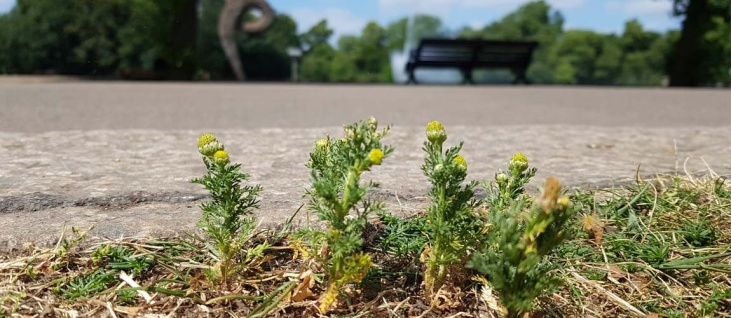 wild-food-walk-summer-se5