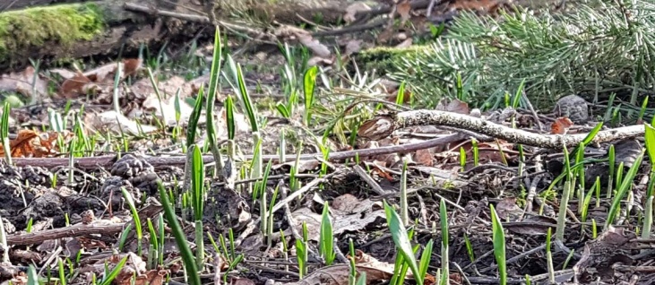 wild-food-walk-winter-se5