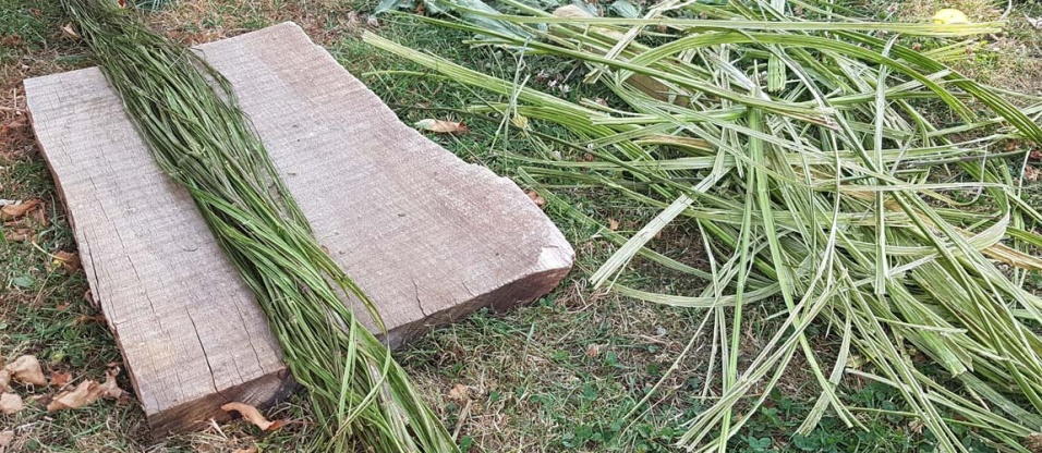 bushcraft-foraging-autumn-cordage