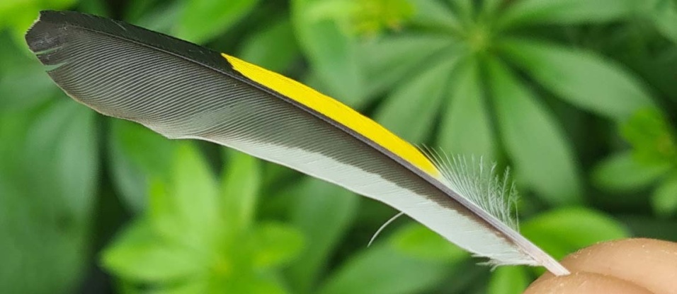 bushcraft-foraging-summer-feathers