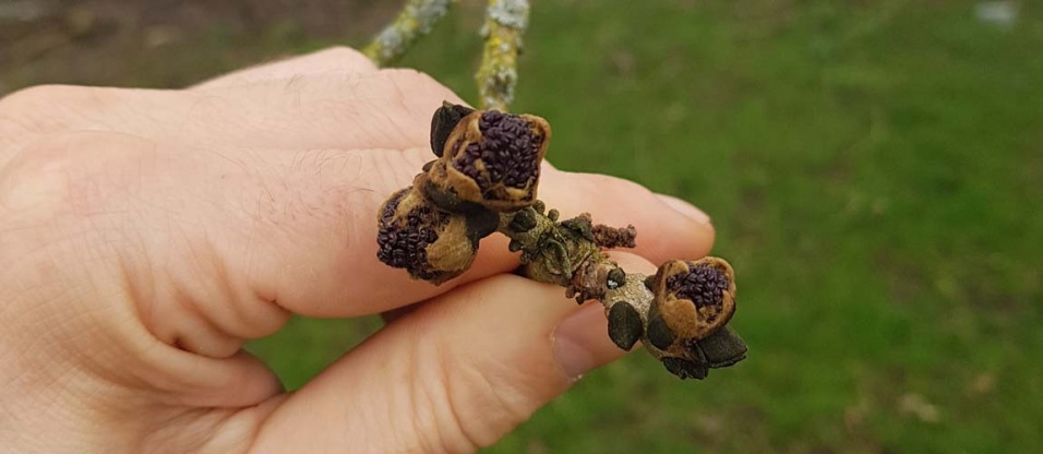 bushcraft-foraging-tree-winter-identification