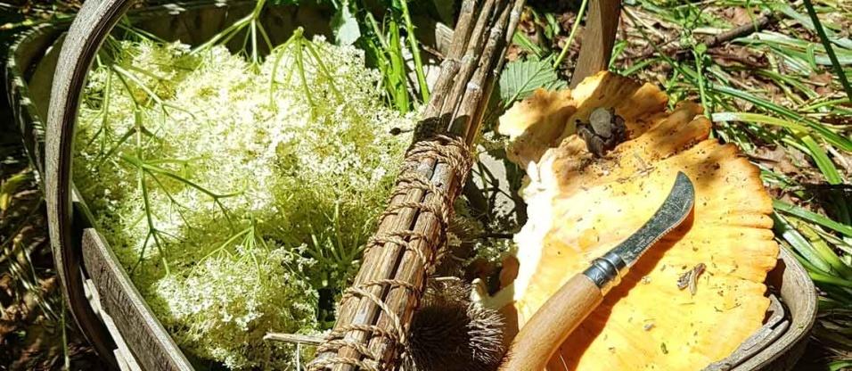 /events/summer-foraging