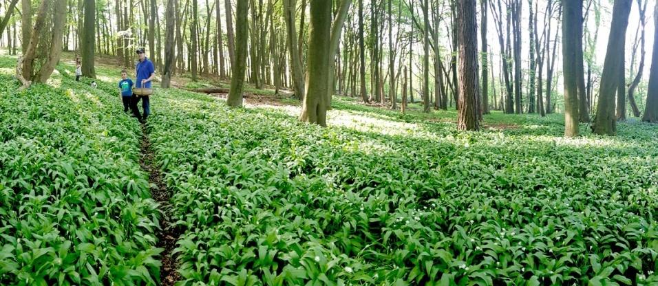 /events/wild-garlic-carpet