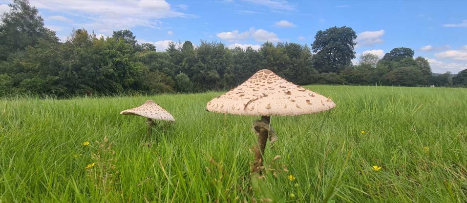 summer-mushroom-hunting-masketts-manor