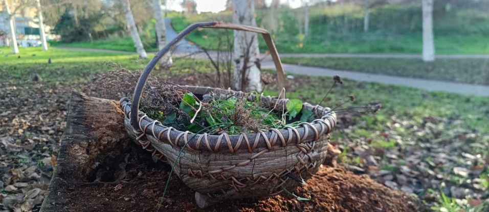 winter-wild-food-walk-mile-end